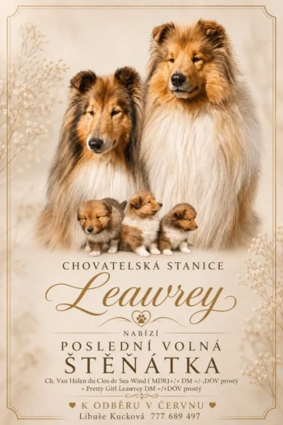 Kolie dlouhosrstá