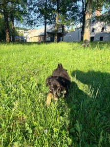 Jorkšírský kříženec – roztomilá fenečka, 9 týdnů ❤️