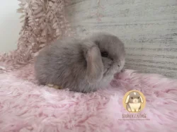 Vymazlená minilop miminka