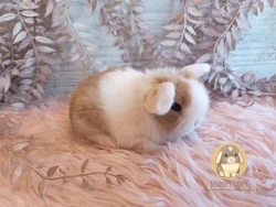 Vymazlená minilop miminka