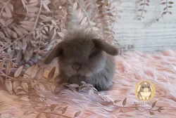 Vymazlená minilop miminka