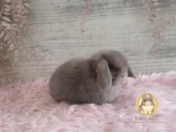 Vymazlená minilop miminka