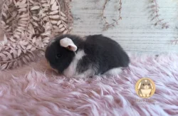 Vymazlená minilop miminka