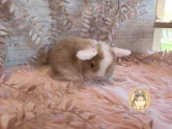 Vymazlená minilop miminka