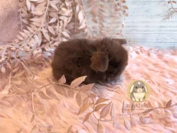 Vymazlená minilop miminka