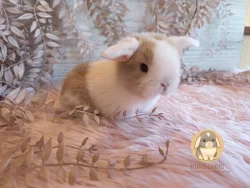 Vymazlená minilop miminka