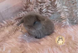 Vymazlená minilop miminka