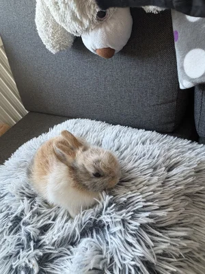 Králíčci