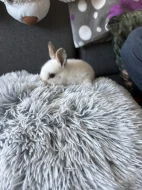 Králíčci