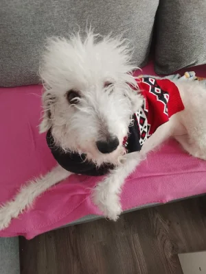 Darujeme do dobrých rukou fenku Bedlington teriéra – Rouzi