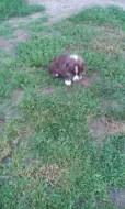 Akita-Inu