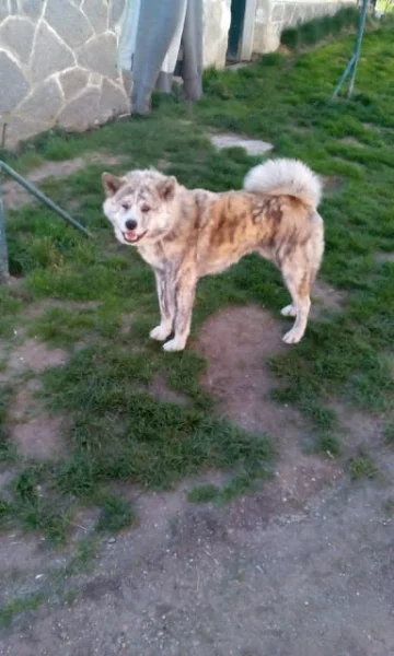 Akita-Inu