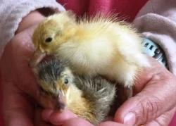 🦆 Prodej KACHŇAT 🦆