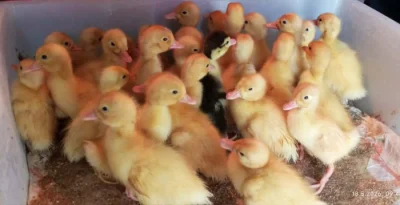 🦆 Prodej KACHŇAT 🦆