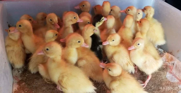 🦆 Prodej KACHŇAT 🦆