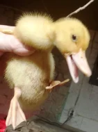 🦆 Prodej KACHŇAT 🦆