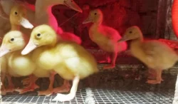 🦆 Prodej KACHŇAT 🦆