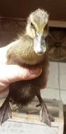 🦆 Prodej KACHŇAT 🦆