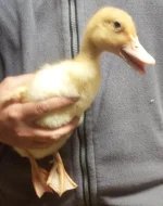 🦆 Prodej KACHŇAT 🦆