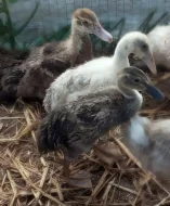 🦆 Prodej KACHŇAT 🦆