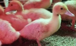 🦆 Prodej KACHŇAT 🦆