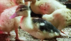 🦆 Prodej KACHŇAT 🦆