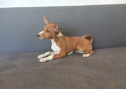 Basenji - prodám štěňata bez pp