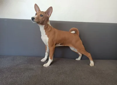 Basenji - prodám štěňata bez pp