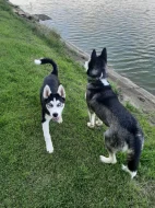 Sibiřský Husky