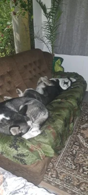 Sibiřský Husky
