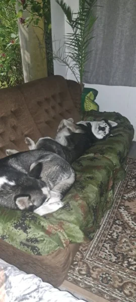 Sibiřský Husky
