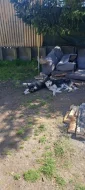 Sibiřský Husky