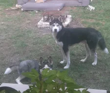 Sibiřský Husky