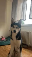 Sibiřský Husky