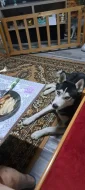 Sibiřský Husky