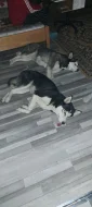Sibiřský Husky