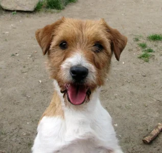 9letá milá fenka Jack Russell teriéra s PP