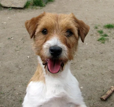 9letá milá fenka Jack Russell teriéra s PP