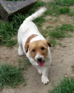 9letá milá fenka Jack Russell teriéra s PP