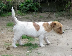 9letá milá fenka Jack Russell teriéra s PP