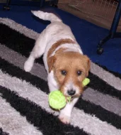 9letá milá fenka Jack Russell teriéra s PP