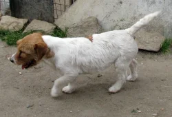 9letá milá fenka Jack Russell teriéra s PP