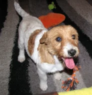 9letá milá fenka Jack Russell teriéra s PP