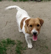 9letá milá fenka Jack Russell teriéra s PP