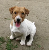 9letá milá fenka Jack Russell teriéra s PP