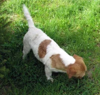 9letá milá fenka Jack Russell teriéra s PP