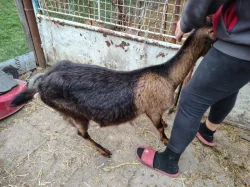 Prodám letošní kotlíky a roční kozy