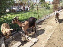 Prodám letošní kotlíky a roční kozy