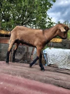 Prodám letošní kotlíky a roční kozy