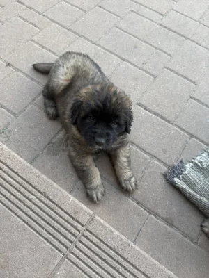 Štěňátka leonbergerů